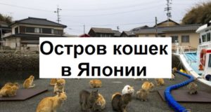 Остров кошек в Японии