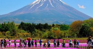 Shibazakura Festival